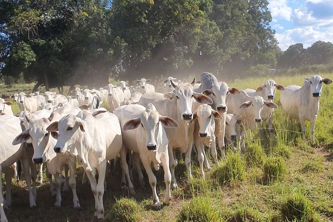 Agropecuária de corte