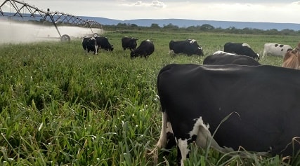 Produção de leite Faz. Várzea