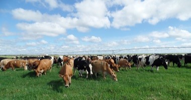 Procurando produzir o leite da forma mais natural possível com a devida sanidade e bem-estar dos animais, o Laticínio Nutrilatte disponibiliza de um médico veterinário que acompanha todas as etapas do processo produtivo, como alimentação, sanidade, ordenha e manejo dos animais. Diariamente, são implantadas novas tecnologias de produção, unindo esforço e dedicação para obter uma excelente matéria-prima.