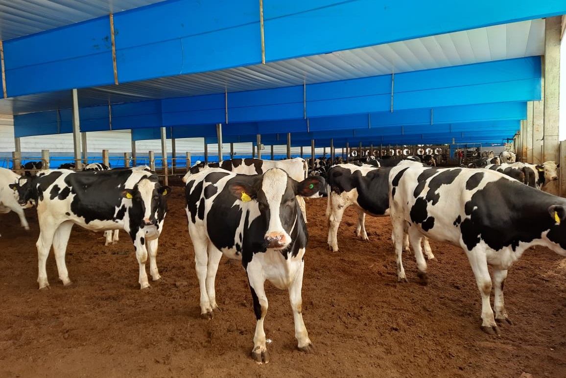 Projeto e Viabilidade para Laticínio em Santa Catarina.