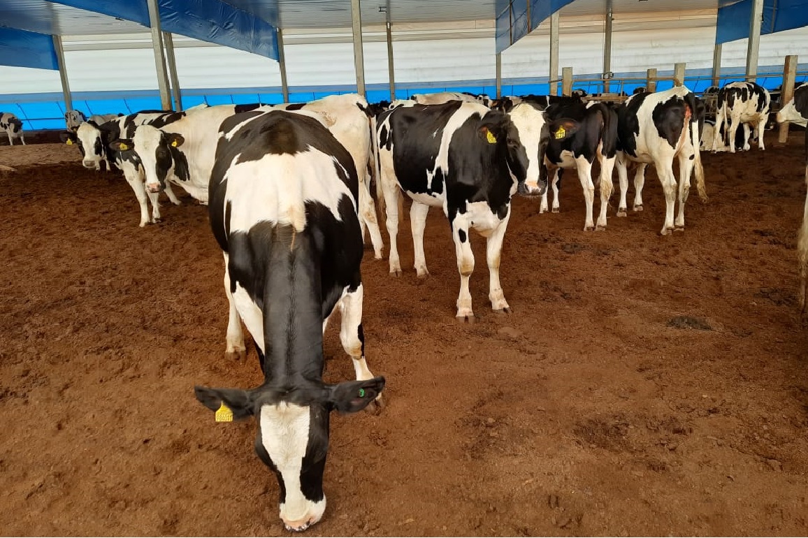 Projeto e Viabilidade para Laticínio em Santa Catarina.