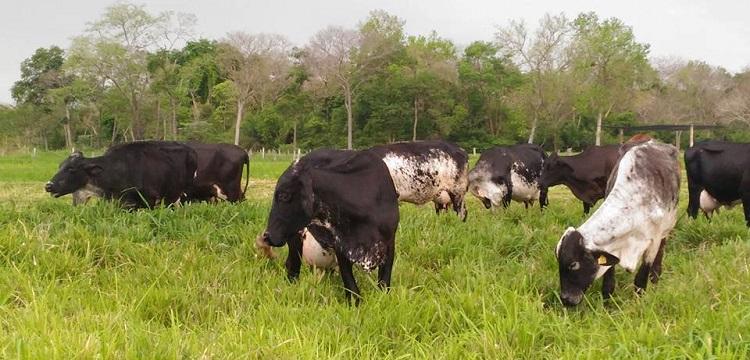 Projeto para pequena indústria de leite - Laticínio Sabor do Campo em Miranda - MS.